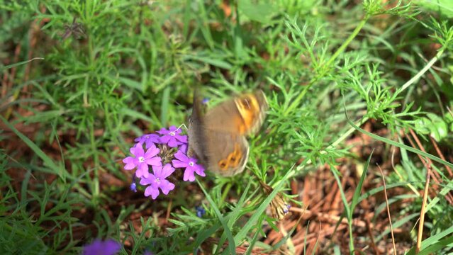 Lasiommata petropolitana, the northern wall brown, is a butterfly species belonging to the family Nymphalidae. 4k clip
