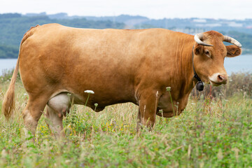 cows grazing in green grassy fields with trees in the background , Galician blond breed - 770022222