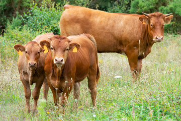 cows grazing in green grassy fields with trees in the background , Galician blond breed - 770022232