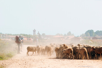 Camino de Santiago pilgrims with flock of sheep  to Compostela , near Astorga village in  Leon , Spain - 770022438