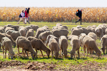 Camino de Santiago pilgrims unfocused with flock of sheep focused on foreground  to Compostela , near Astorga village in  Leon , Spain - 770022444