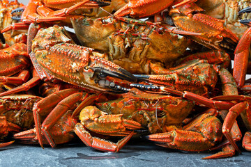 velvet crab  necora cooked , sellfish seafood background - 770022459