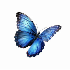Beautiful Blue Morph Butterfly With Wings Opened Flying On A White Background, Bright Blue, And Black Wings
