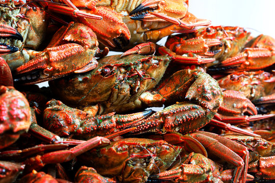 velvet crab  necora cooked , sellfish seafood background