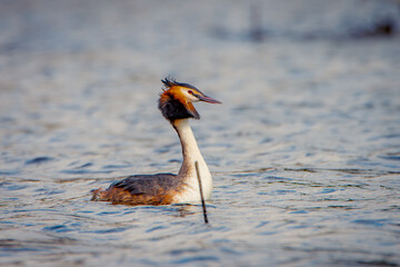 Great crested grebe. Beautiful water bird.
