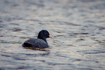 Coot swimming in the lake.