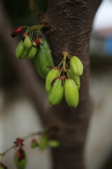 Averrhoa bilimbi L or Belimbing wuluh is often called vegetable starfruit or tamarind starfruit because it has a fairly sour taste and is usually used as a cooking spice or herbal concoction fresh.