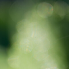 Blurred green grass in the meadow. - 770029095