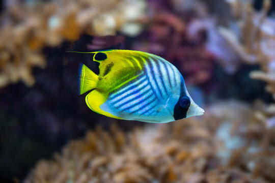 Threadfin Butterfly Fish or (Chaetodon Auriga).  Is found in the Indo-Pacific region, from the Red Sea and eastern Africa