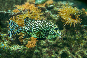 Harlequin sweetlips (Plectorhinchus chaetodonoides) is a marine fish native to tropical Indo-Pacific Ocean. © karlo54