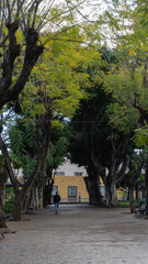Fototapeta premium Serene Park Pathway Amidst Greenery