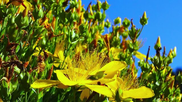 Insects collect pollen and nectar on yellow flowers of the medicinal plant (Hypericum perforatum), Ukraine