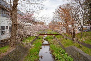 寒地土木研究所の桜（北海道札幌市豊平区）