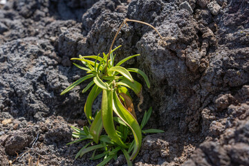 Schiedea globosa at Makapuu Point Oahu Hawaii.  Schiedea is a genus of flowering plants in the...