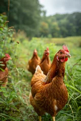 Türaufkleber A flock of chickens roam in green paddock. Free range chicken on traditional poultry farm. Organic farming, back to nature concept © ratatosk