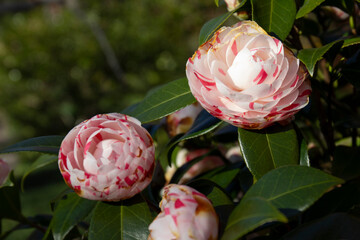Japanese camellia flowers - 770038068