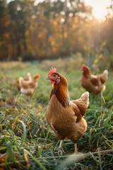 Fototapeta premium A flock of chickens roam in green paddock. Free range chicken on traditional poultry farm. Organic farming, back to nature concept
