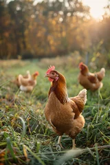 Deurstickers A flock of chickens roam in green paddock. Free range chicken on traditional poultry farm. Organic farming, back to nature concept © ratatosk
