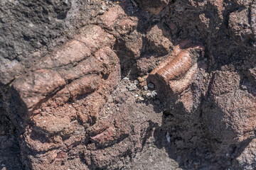 Weathered and oxidized Pāhoehoe Flows / basalt Makapuu point，from the Koʻolau volcano in...