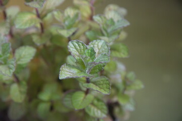 Foliage of Grapefruit Mint, Mentha x piperita perennial aromatic and medicinal garden plant, on green background