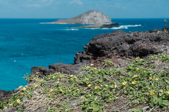 Sida fallax at Makapuu lookout,  yellow ilima or golden mallow,Hibiscus family, Malvaceae, the flower for the islands of Oʻahu, Hawaiʻi,