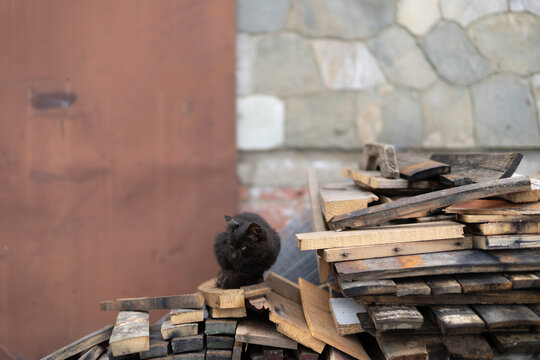 Black street cat sitting on woodpile