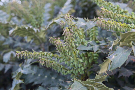 Mahonia aquifolium plant with green fruits, ornamental evergreen plant