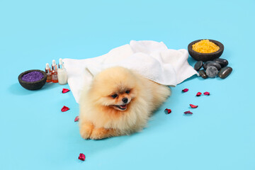 Cute Pomeranian dog with spa accessories and petals on blue background