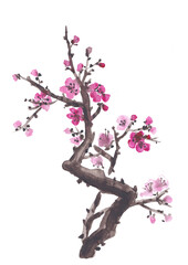 Watercolor plum blossom - Japanese cherry tree isolated on white background. Watercolor branch sakura blossom.