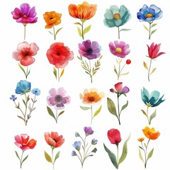 Colorful Watercolor Flower Collection for Spring Seasonal Designs
