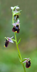 A rare endemic orchid, Ophrys chestermanii in Sardinia, Italy.  Domusnovas (Carbonia Iglesias)