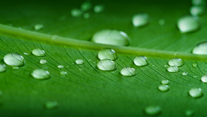Green leaf with water drops. Beautiful green leaf with drops of water