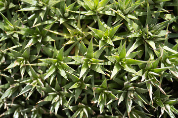 Green succulents closeup