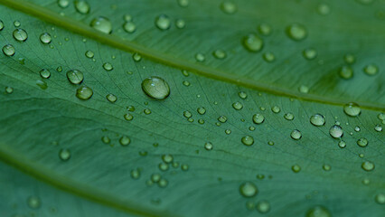 Green leaf with water drops. Beautiful green leaf with drops of water