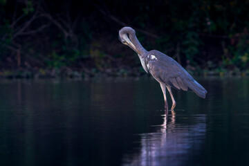 Grey Heron