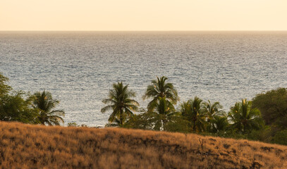 ocean view palms