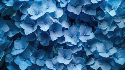 Blue French Hydrangea Bloom on Pretty Floral Background. A Beautiful Life in Full Bloom with Hydrangeas - obrazy, fototapety, plakaty