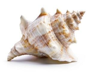 Conch Shell on Beach. Empty Seashell from the Ocean for your Vacation Concept. Isolated on White Studio Background