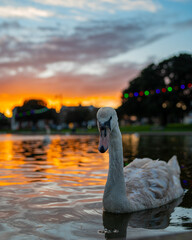 swan on sunset
