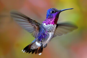 Fototapeta premium Cute Humming Bird in Los Angeles. Closeup of a Fast-Flying, Colorful Animal with Exquisite Detail