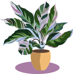  Houseplant croton with variegated leaves in a clay pot © Elizaveta