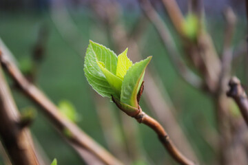Close up of green foliage buds of tree branch, spring time