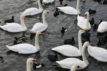 Swans and other birds that often gather in the middle of Stockholm city to be fed