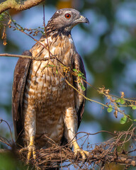 Oriental Honey Buzzard