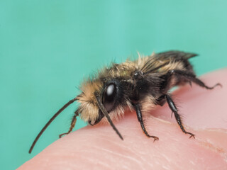 Blue Orchard Mason Bee Male, Osmia lignaria, Sitting on Finger with Blue Background Macro