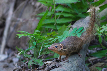 Northern Treeshrew