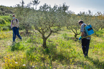 Two agriculturist people spraying herbicide in a field of olive trees.
