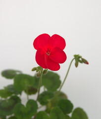 Obraz premium Red Geranium Zonal, garden geranium, Pelargonium hortorum with red flowers, ornamental and medicinal plant