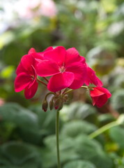 Red Geranium Zonal, garden geranium, Pelargonium hortorum with red flowers, ornamental and medicinal plant