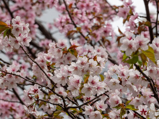 寒地土木研究所の桜（北海道札幌市豊平区）